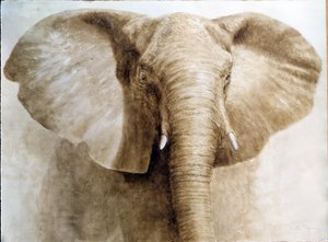 Elefante, 2004